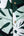 Monstera Men's Jade Green Short Sleeve Sport Collar Shirt